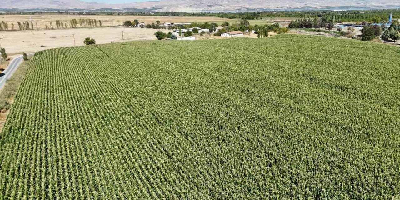 Tarım Lisesi Öğrencileri silajlık mısır hasadına başladı