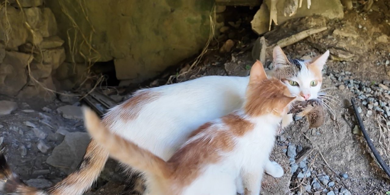 Elazığ'ın Değirmenönü köyünde bir kedi yakaladığı serçeyi yavrusuna götürüp besledi