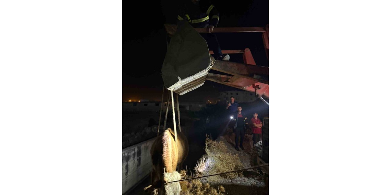 Siirt'te atık su arıtma kanalına düşen inek kurtarıldı