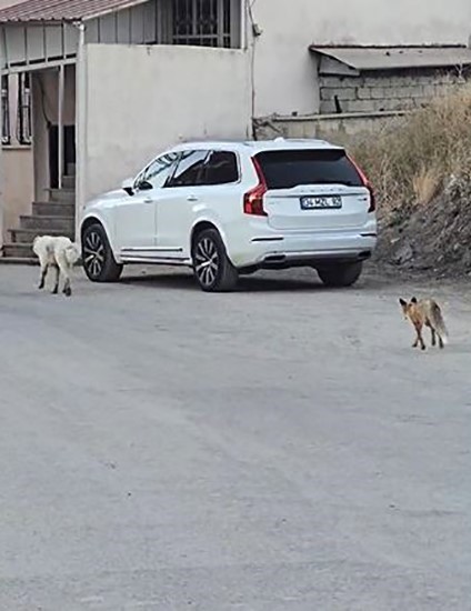 Hakkari'de köpeğin peşine takılan tilki kamerada