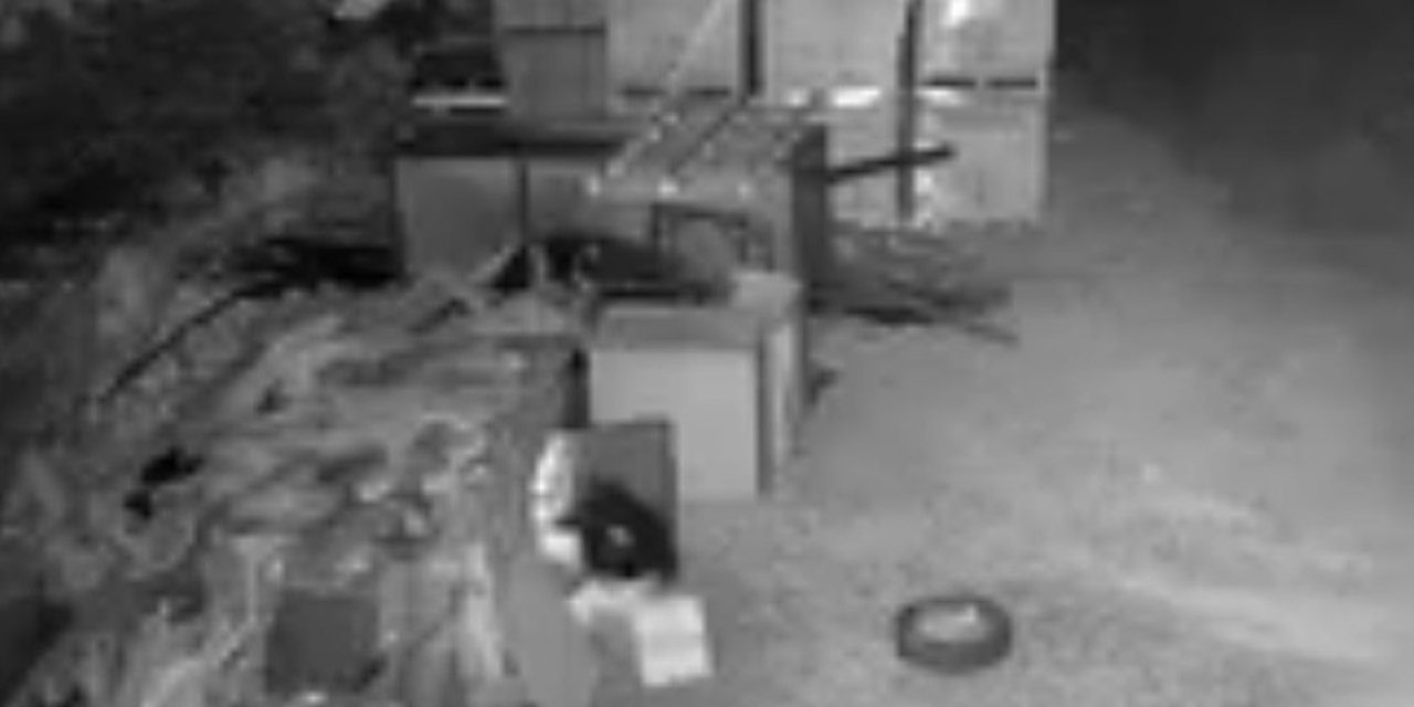 Elazığ’da güvercin hırsızlığı kameralarda