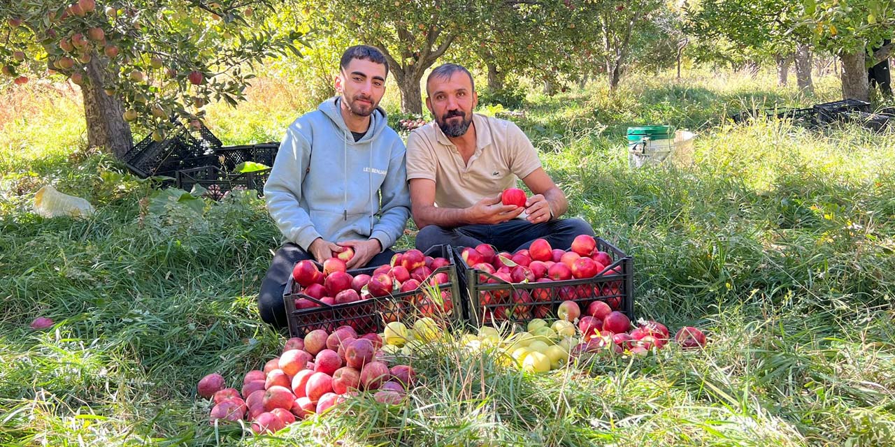 Yüksekova'nın Esendere beldesinde elma hasadı başladı