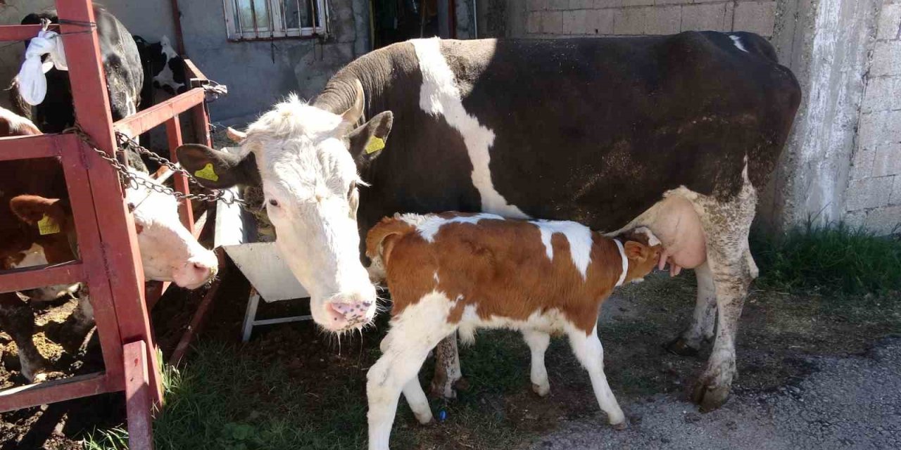 Adıyaman'da çalınan buzağı annesine kavuştu