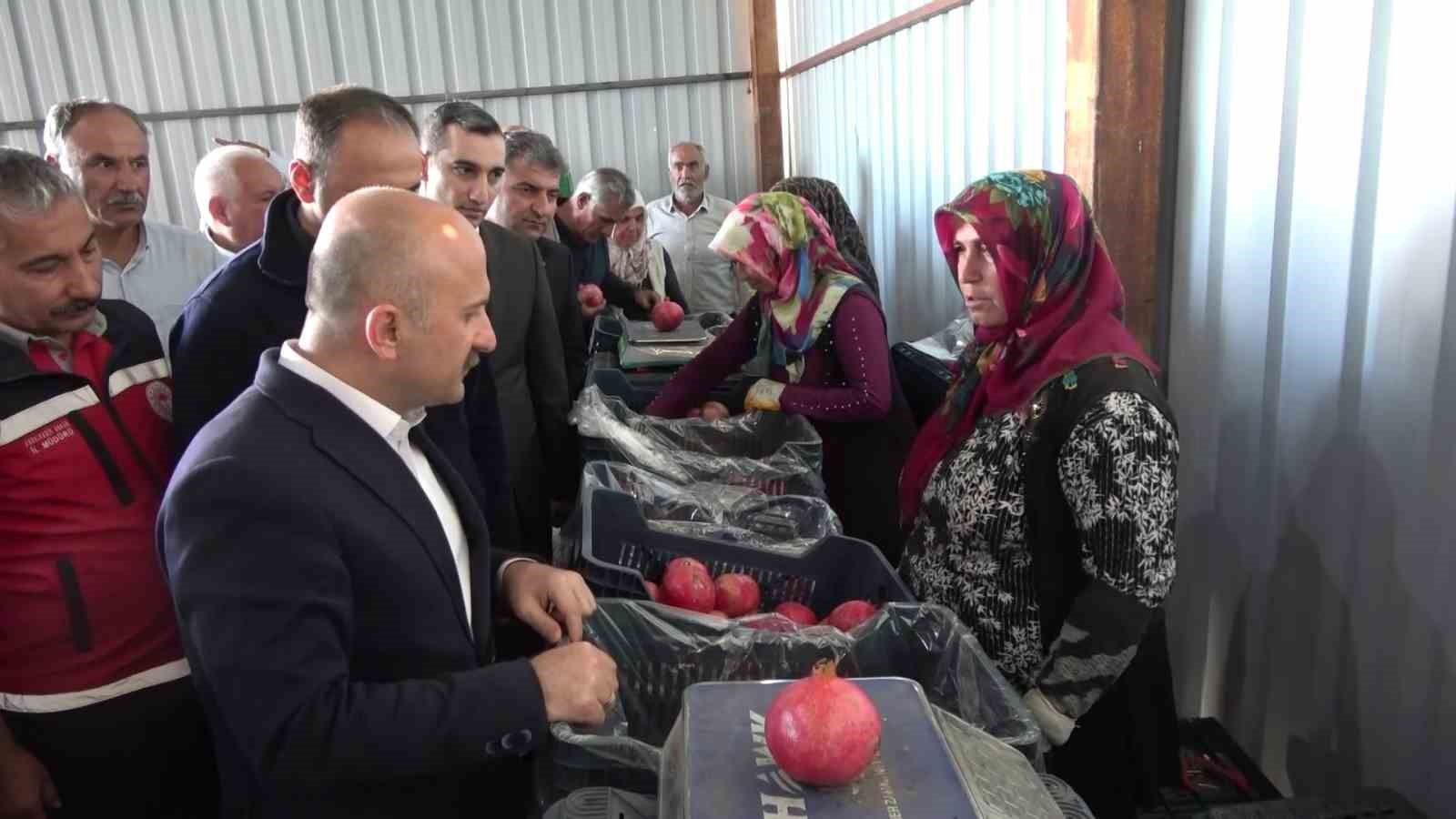 9 ülkeye ihraç edilen narın hasadı başladı