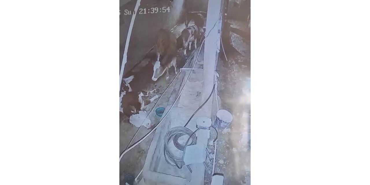 Çermik'te yıldırım hayvan çiftliğine isabet etti: 3 inek telef oldu