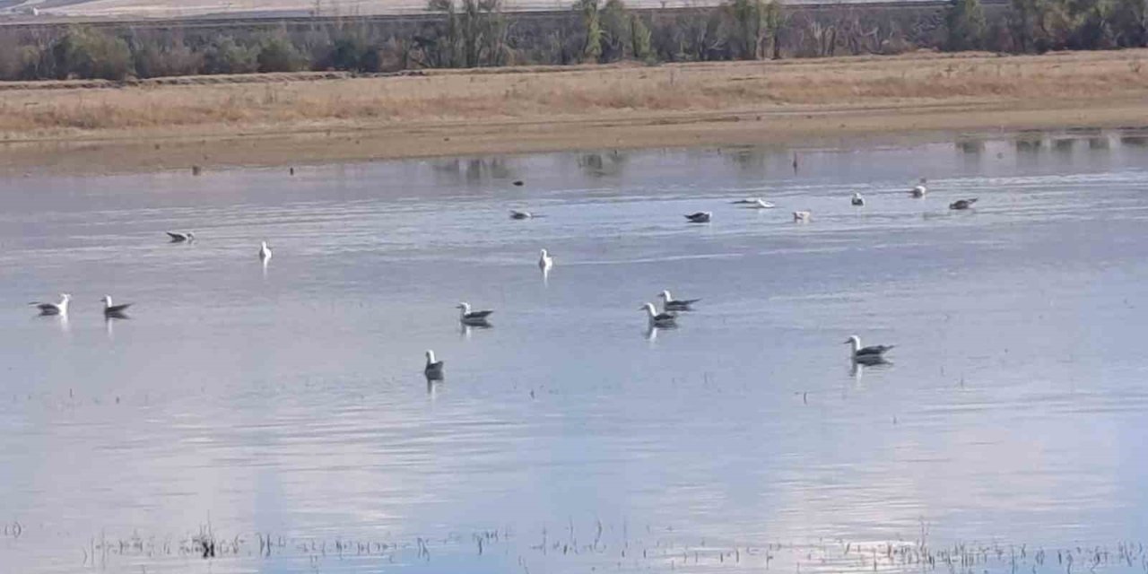 Sulak alanlar yaban kuşlarını ağırlıyor