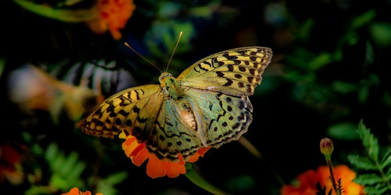 Kelebeklerin çiçeklerle buluşması görsel şölen oluşturdu