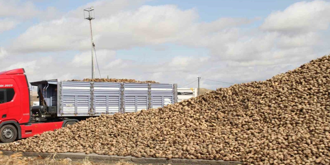 Muş'ta şeker pancar alımları devam ediyor