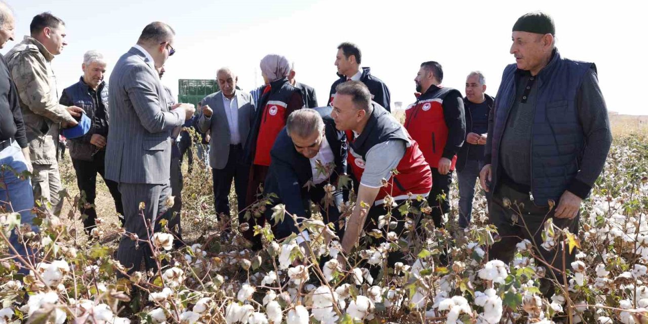 Diyarbakır'da "beyaz altın"ın hasadı başladı