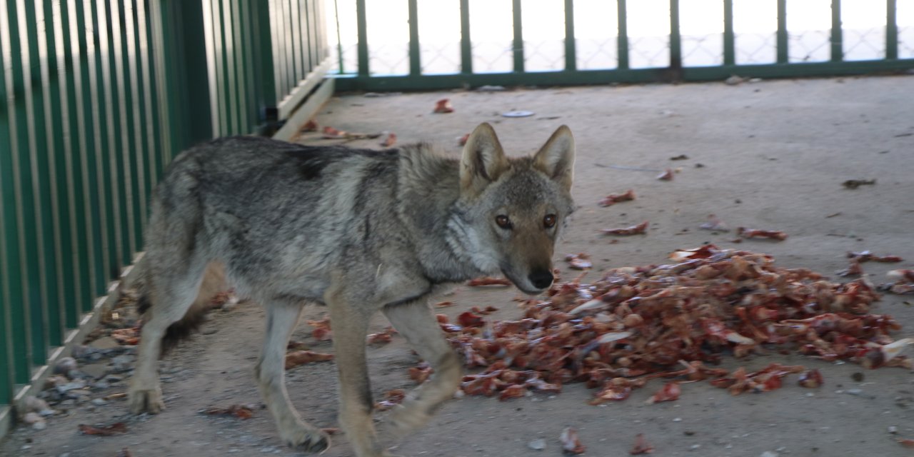Zincirden kurtarılan kurt, özel bakıma alındı