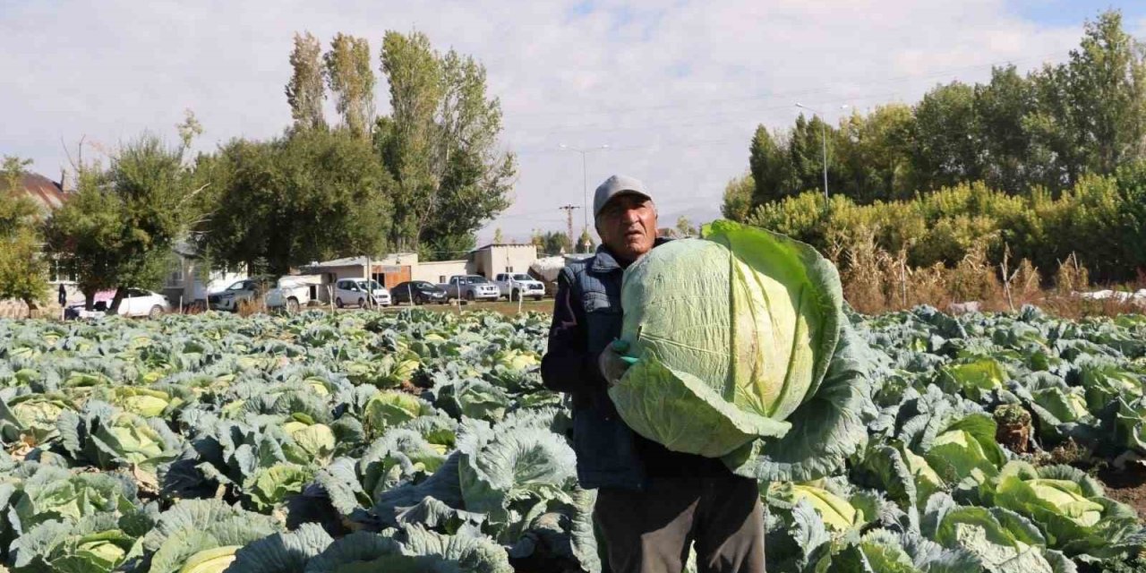 Patnos’ta Lahana hasadı start verdi