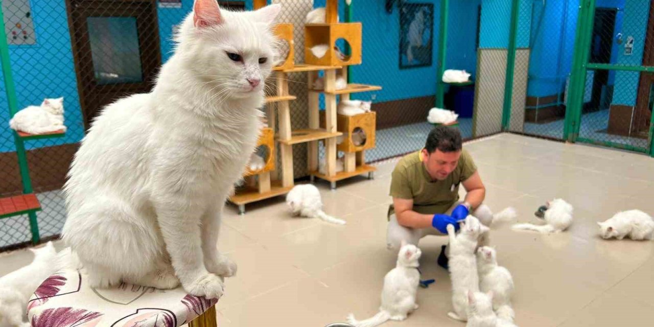 Van kedilerine bir ömür adadı