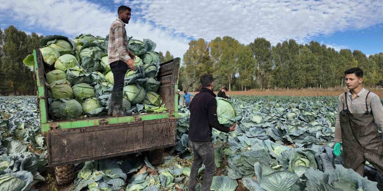 Erciş’te lahana hasadı başladı