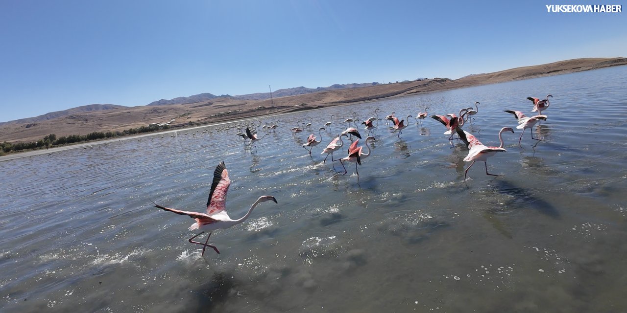 Erçek Gölü’nde flamingoların büyüleyici dansı