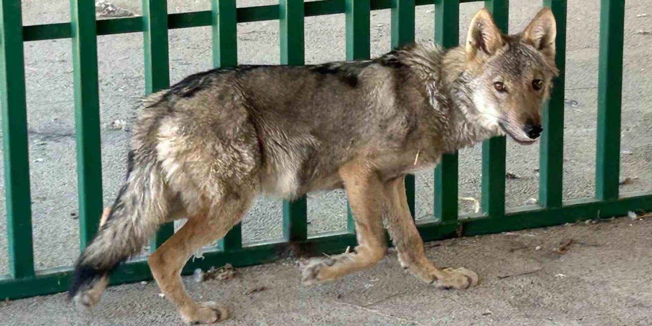 Muradiye'de zincire vurulmuş halde bulunan kurt rehabilite ediliyor