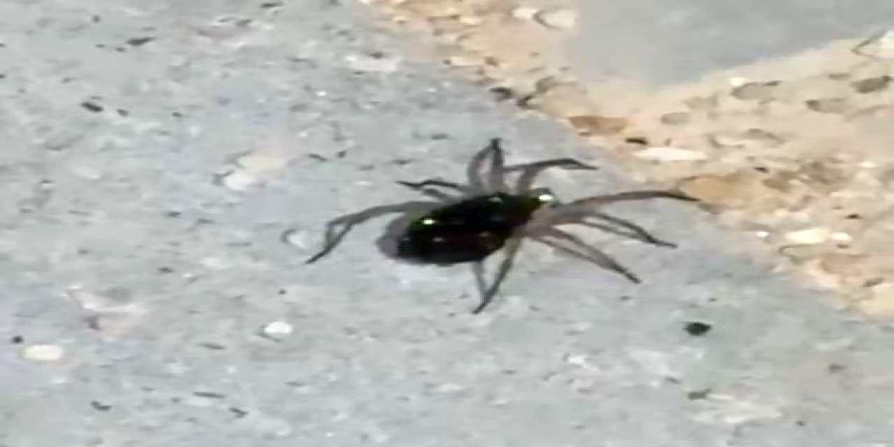 Elazığ’da kurt örümceği görüldü