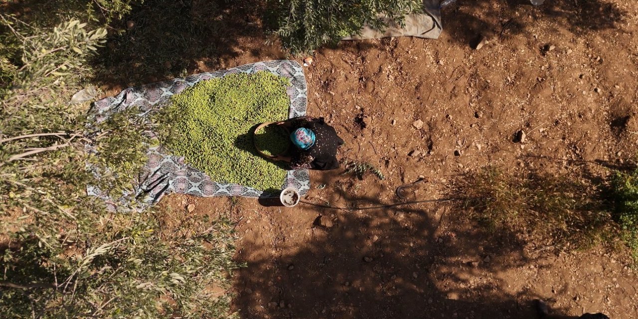 Derik zeytininde hasat başladı