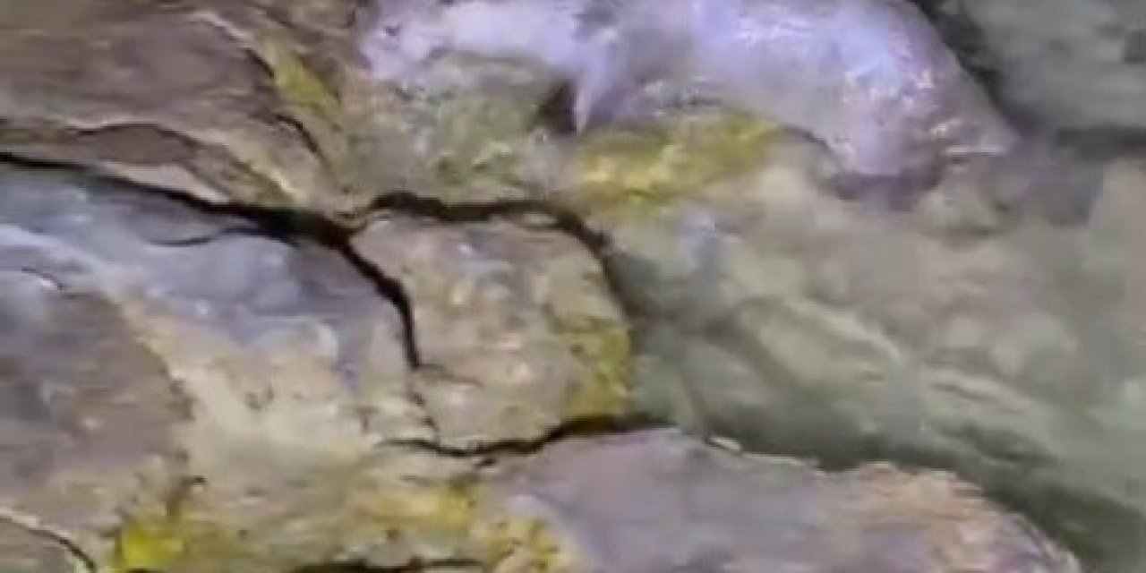 Halfeti’de su samuru görüntülendi