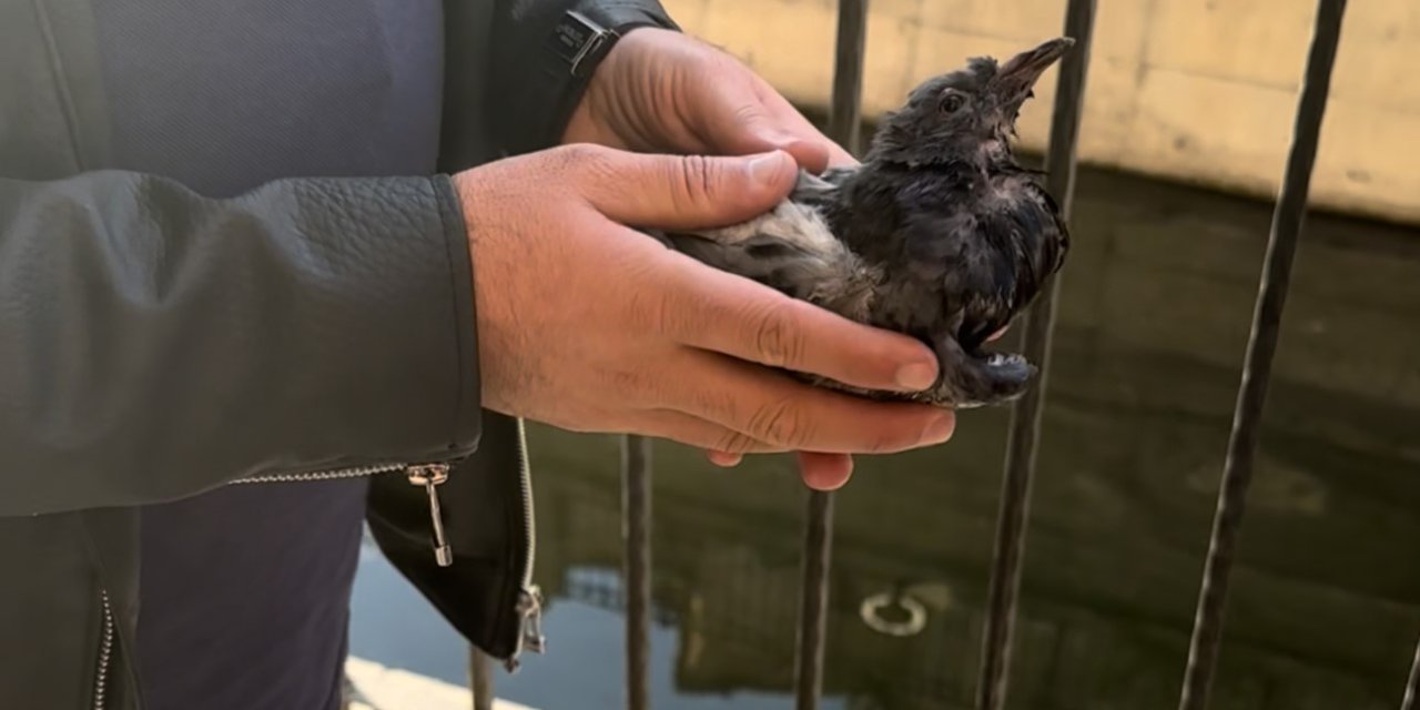 Öğretmenin fark ettiği yaralı güvercin kurtarıldı