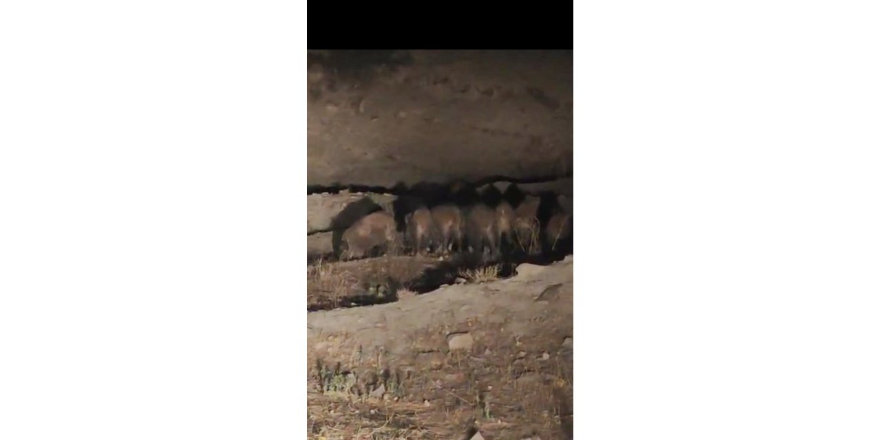 Van'da kırsal mahalleye inen domuz sürüsü görüldü