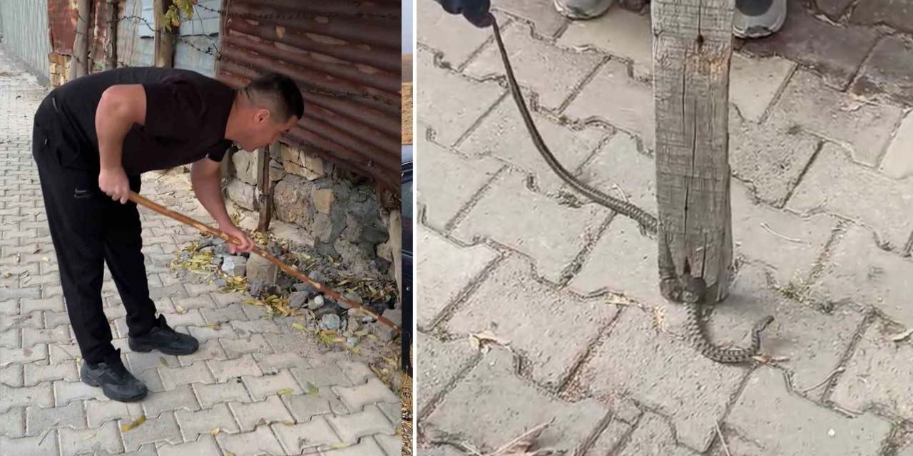 Yüksekova'da mahallelinin korkulu rüyası olan yılan, 3 günlük nöbet sonrası yakalandı