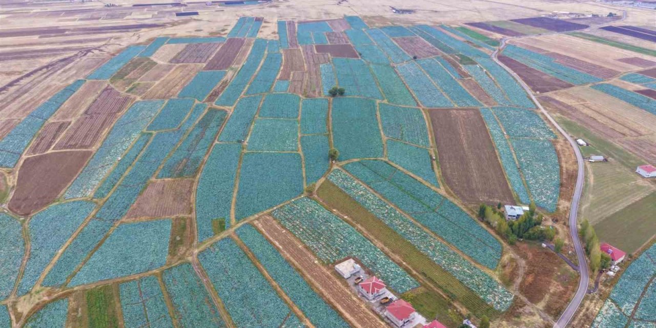 Muş Ovası’nda lahana hasadı başladı