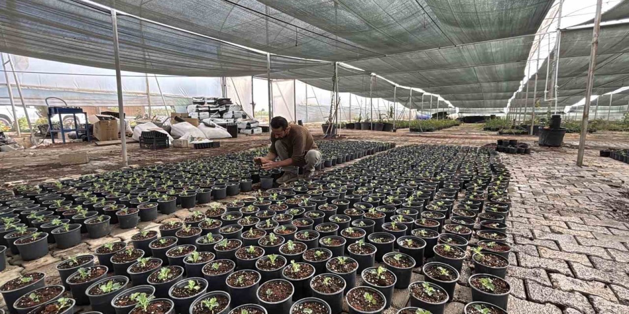 Eyyübiye Sera Kent’te  süs bitkisi ve sebze yetiştiriliyor