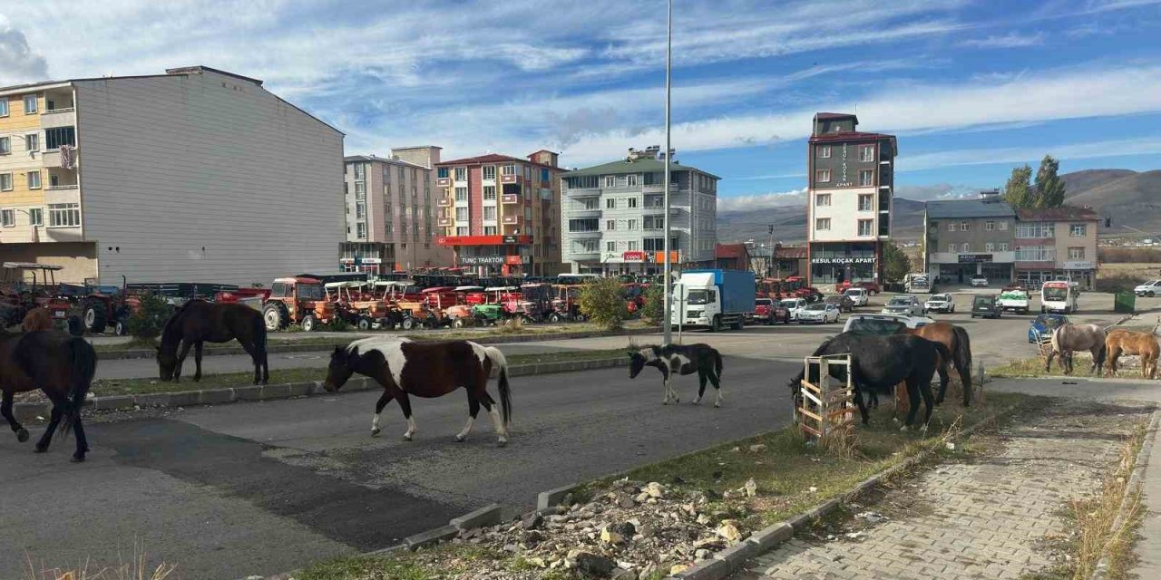 Trafikte başıboş atlar tehlike saçıyor