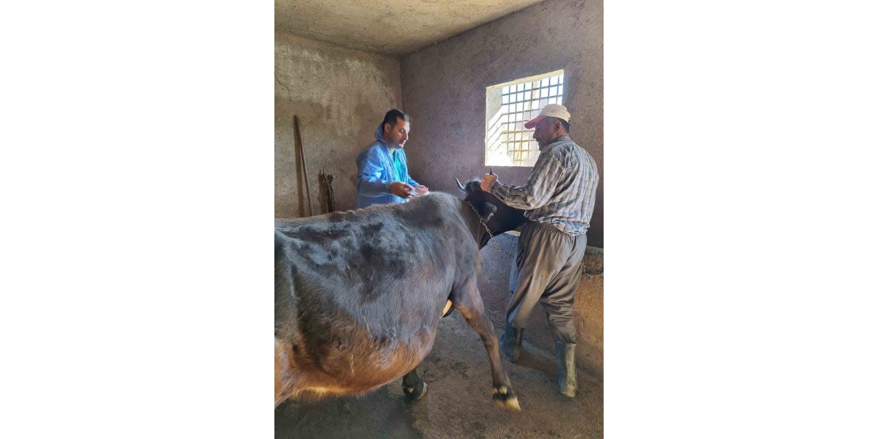 Güroymak’ta şap aşısı çalışmaları aralıksız devam ediyor