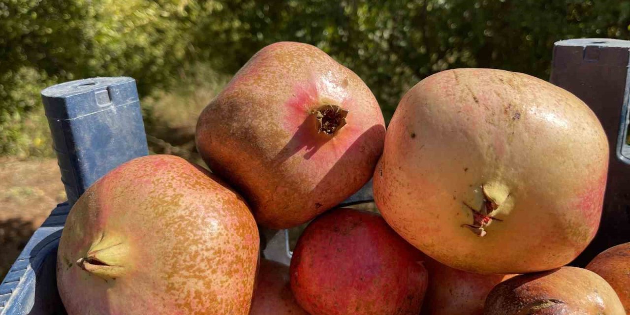 AB tescilli Suruç narında hasat başladı