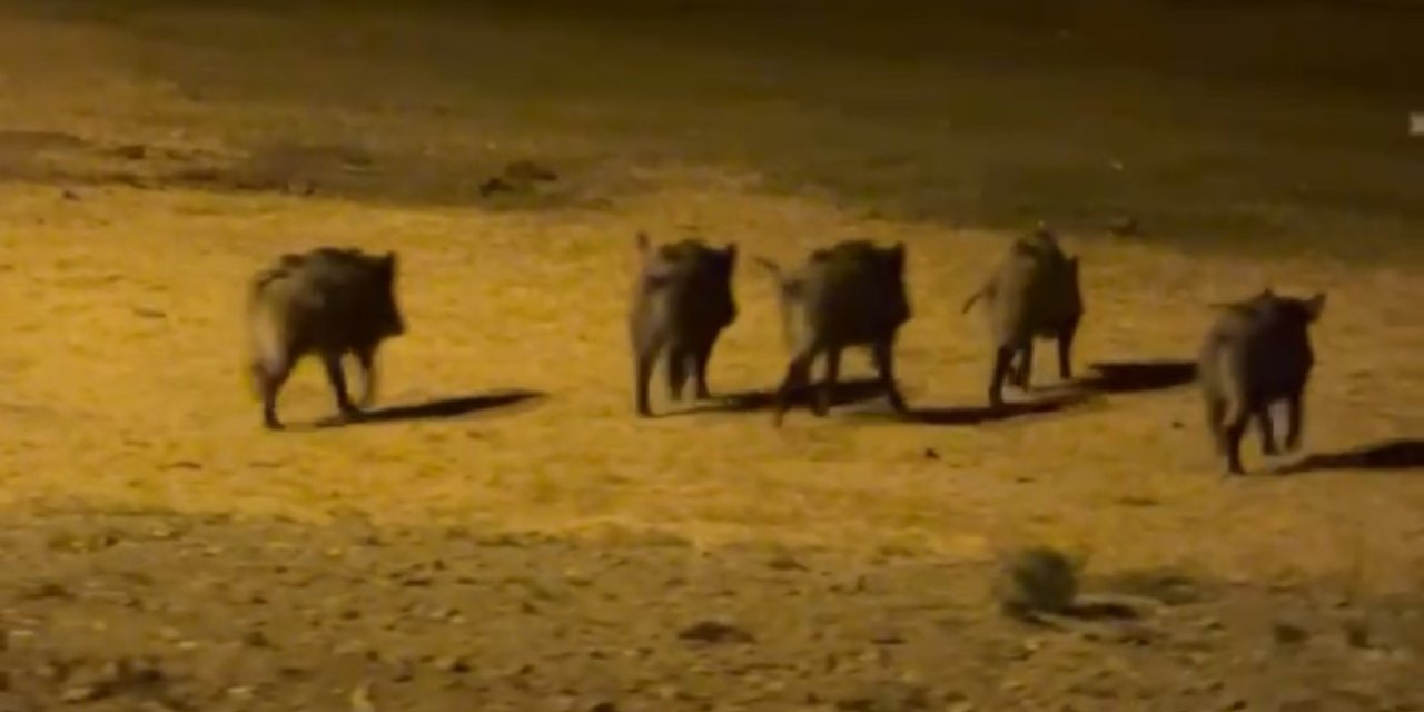 Yüksekova’da domuz sürüsü görüntülendi