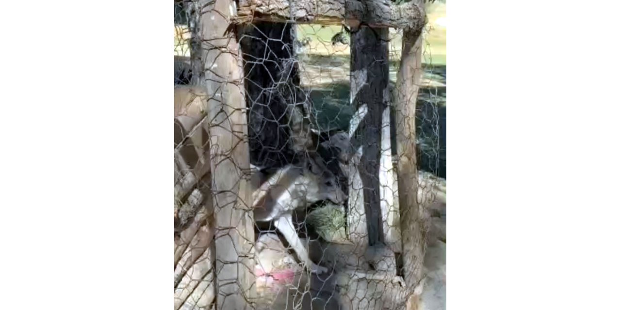 Van’da ev önünde tutulan kurt kurtarıldı