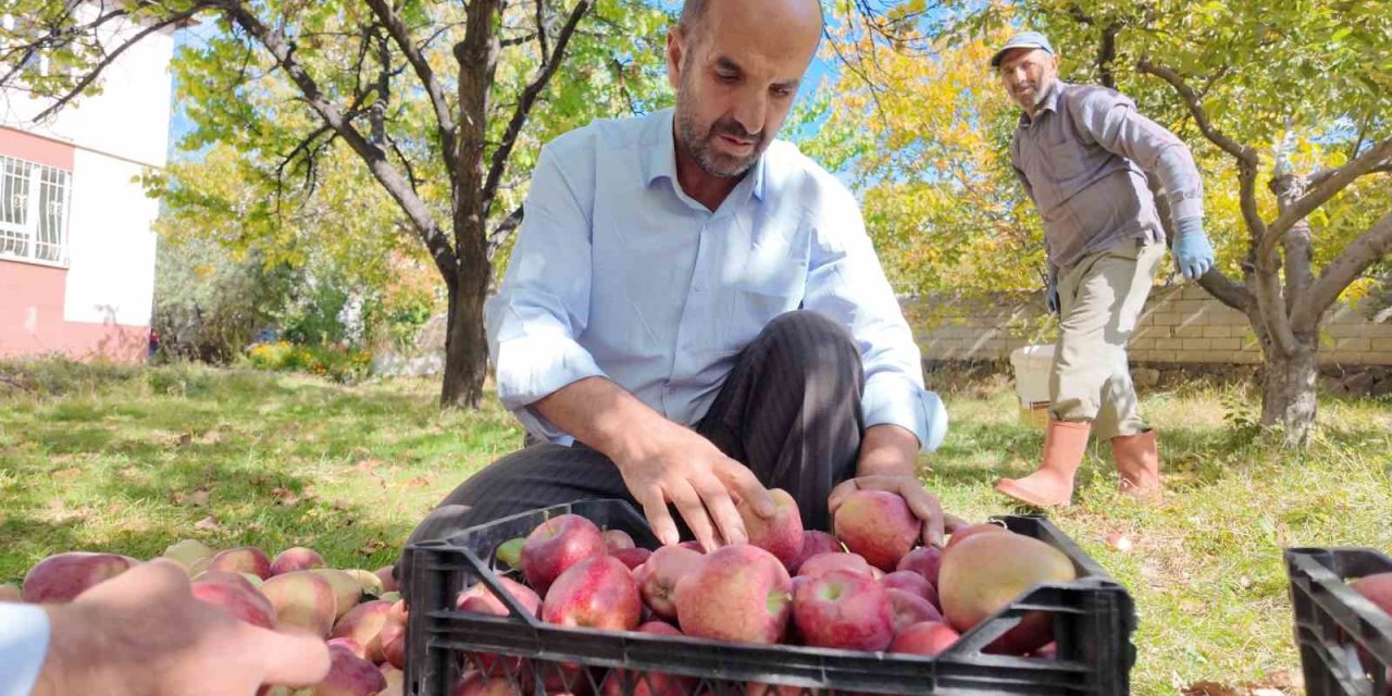 Erciş'te kışlık elmalar dallardan indirilmeye başlandı