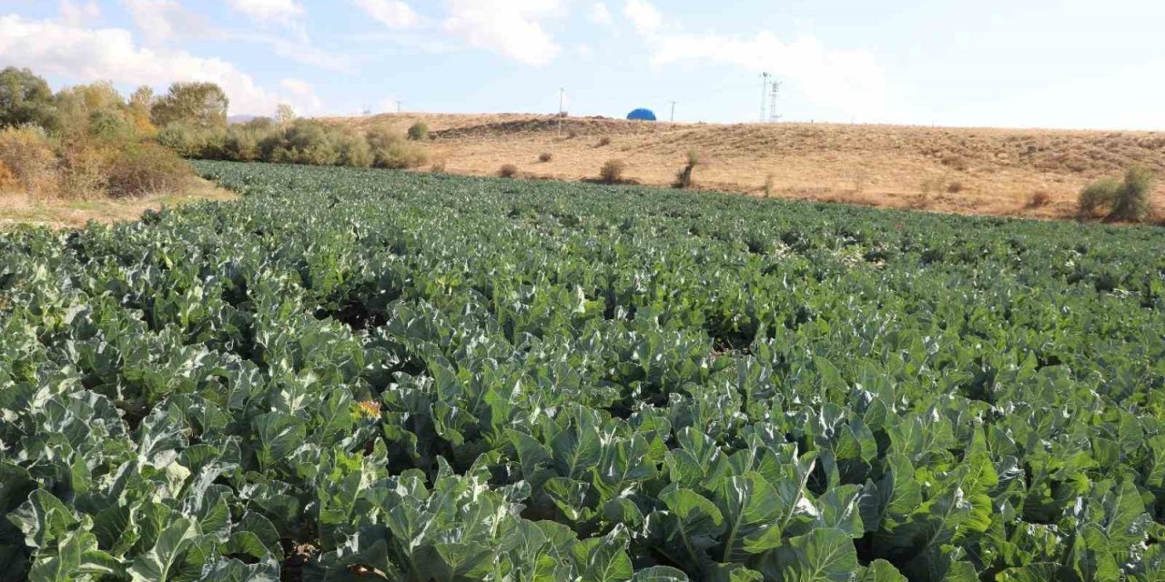 Elazığ’da karnabahar hasadı start verdi