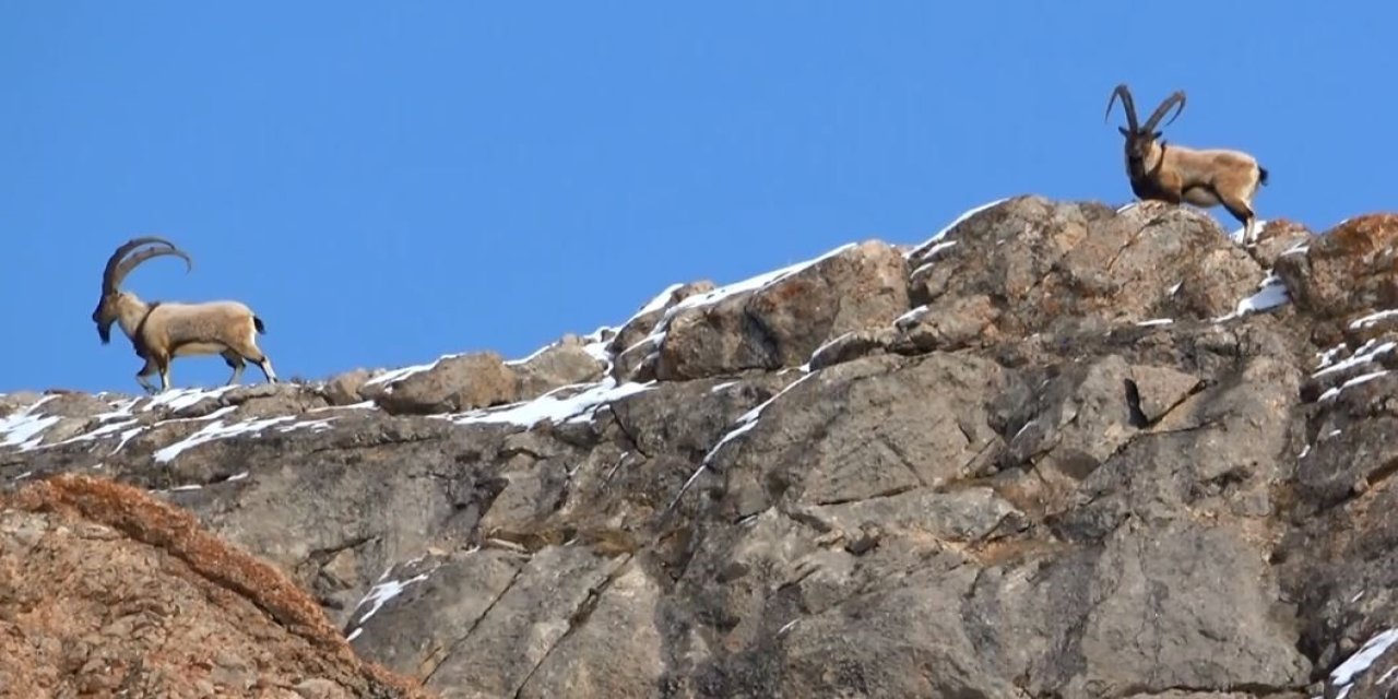 Prof. Dr. Aslan: Yaban hayatına müdahale ekolojik dengeyi bozuyor