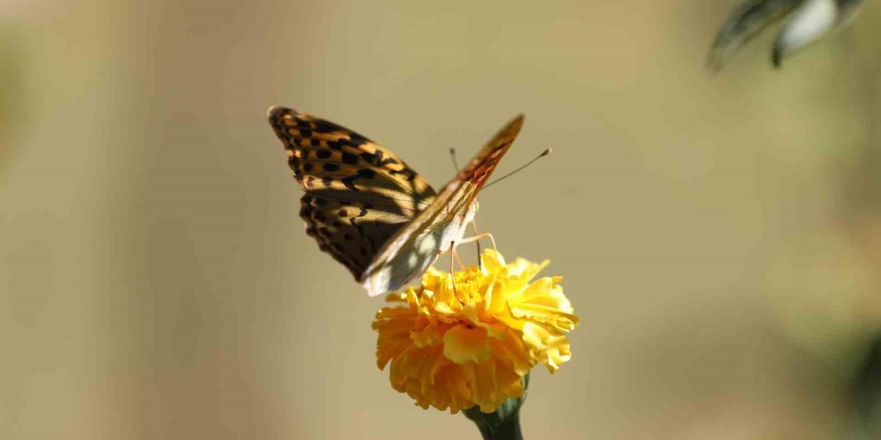 Soğuklar geldi, kelebeklerin ’son dansı’ başladı