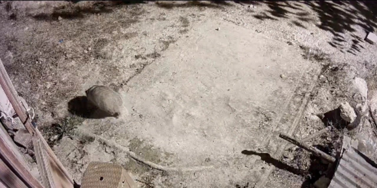 Nadir görülen bal porsuğu ile sansar kamerada