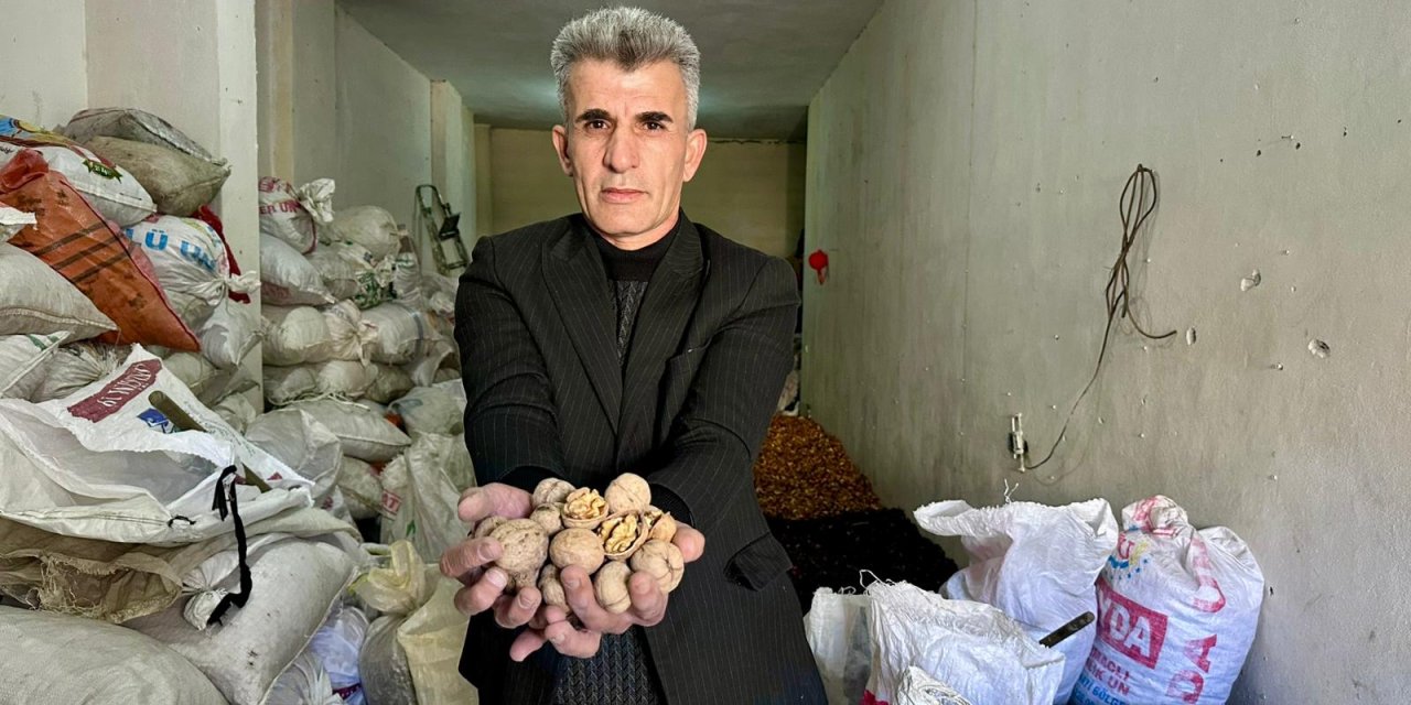 Yüksekova’da bu yıl ceviz fiyatları 1000 ile 1650 TL arasında değişiyor