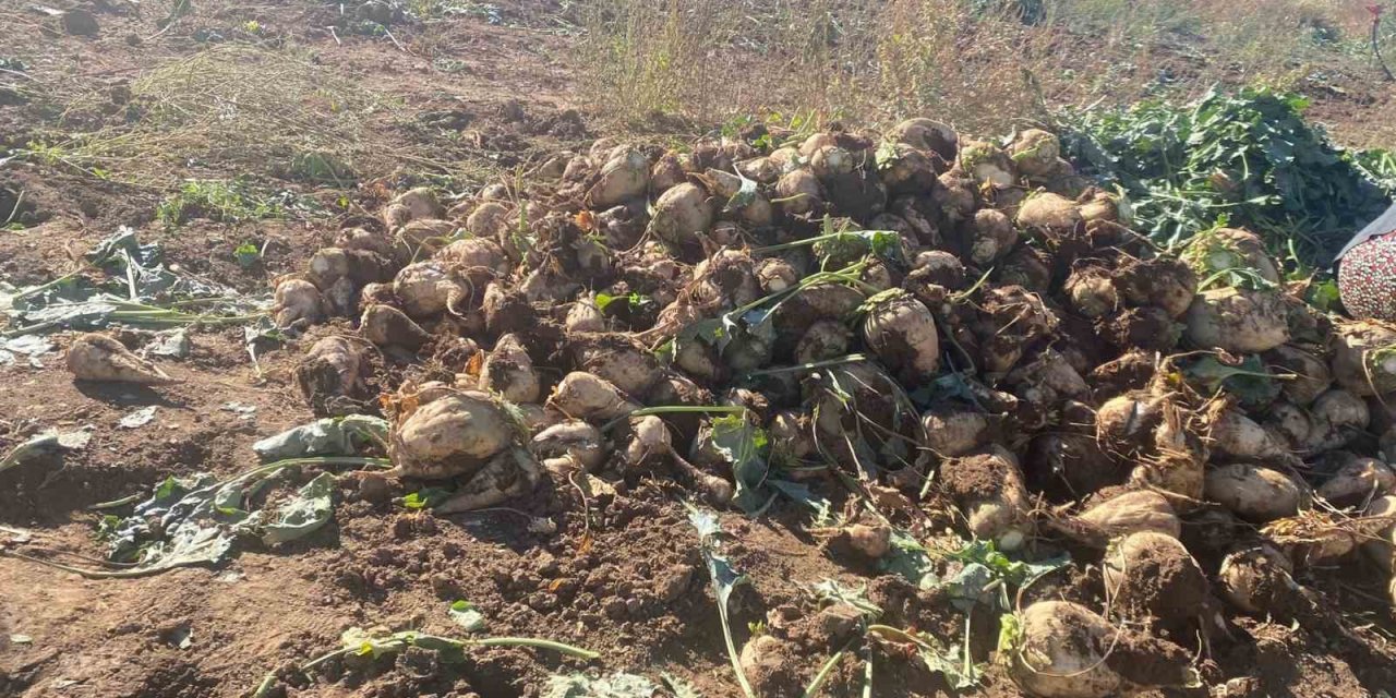 Ağrı’da şeker pancarı hasadı sürüyor