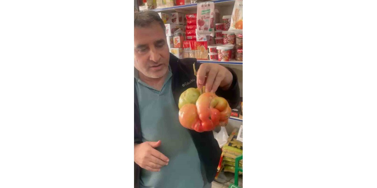 Mardin’de 1 kilo 400 gramlık domates şaşırttı