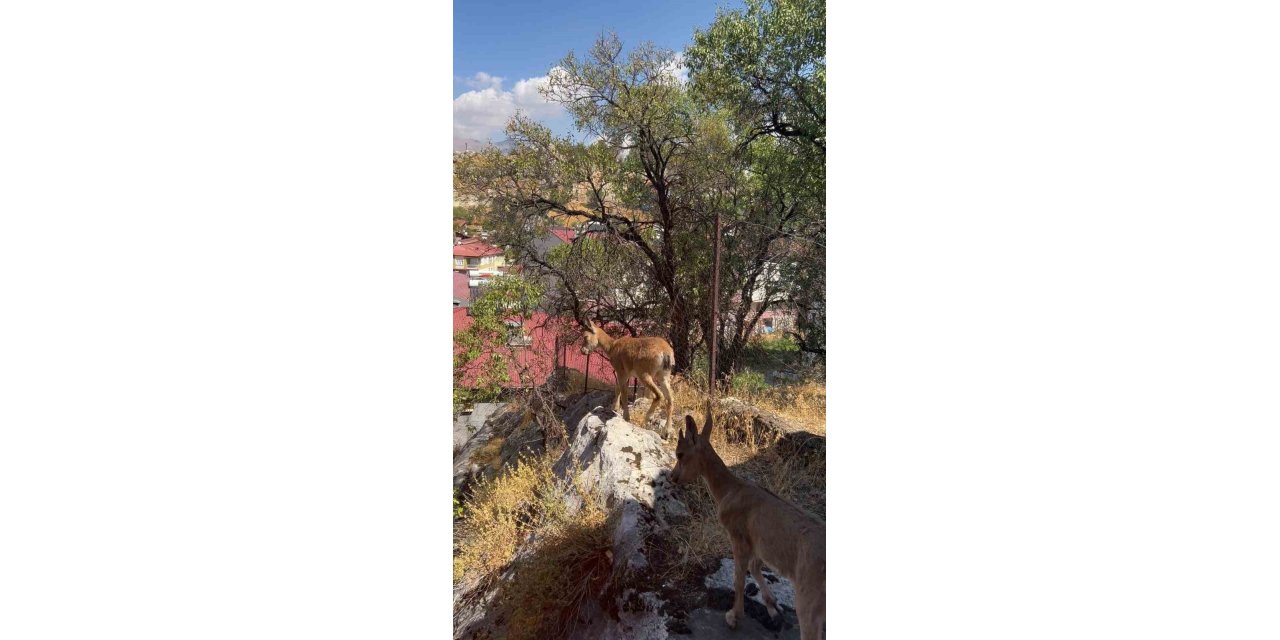 Çemişgezek'te dağ keçileri yerleşim yerlerine kadar indi
