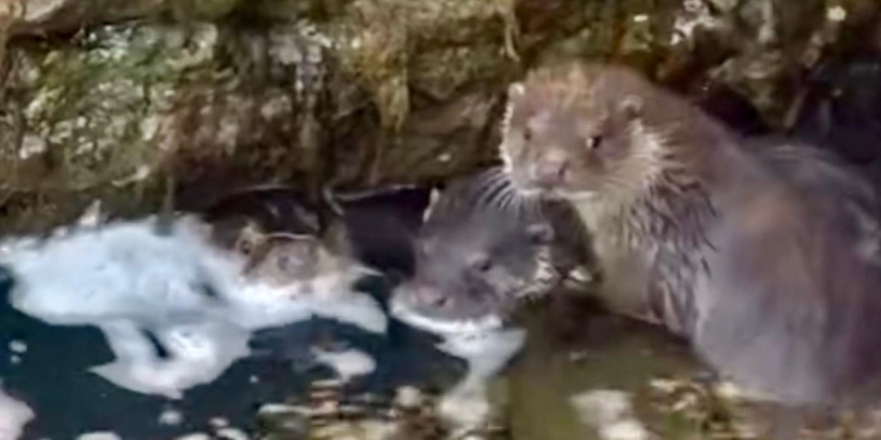 Yüksekova Deresi’nde 3 su samuru görüntülendi