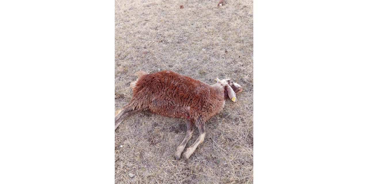 Erzurum Horasan’da kurtlar sürüye daldı: 3 koyun telef oldu