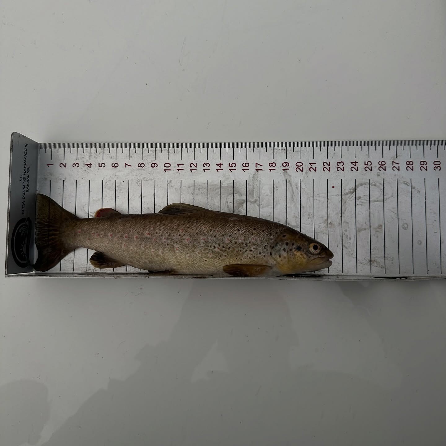 Kırmızı benekli alabalık avlayan şahsa ceza