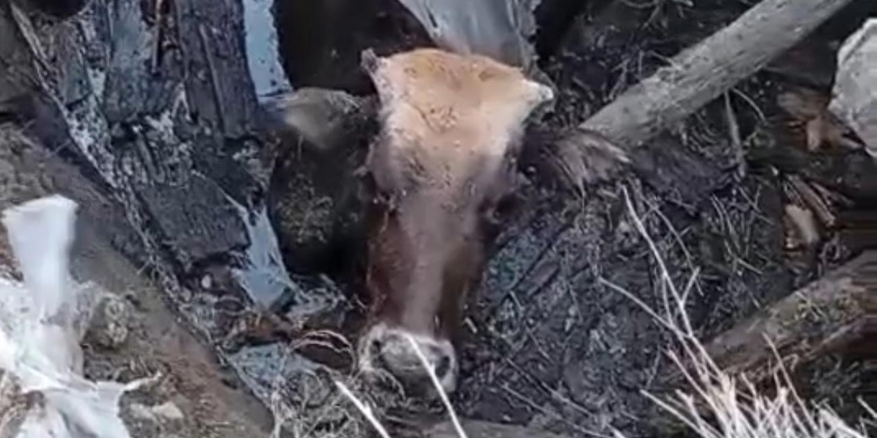 Yüksekova’da bataklığa saplanan ineği itfaiye ekipleri kurtardı