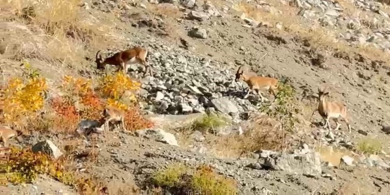 Palu'da dağ keçileri sürü halinde görüntülendi