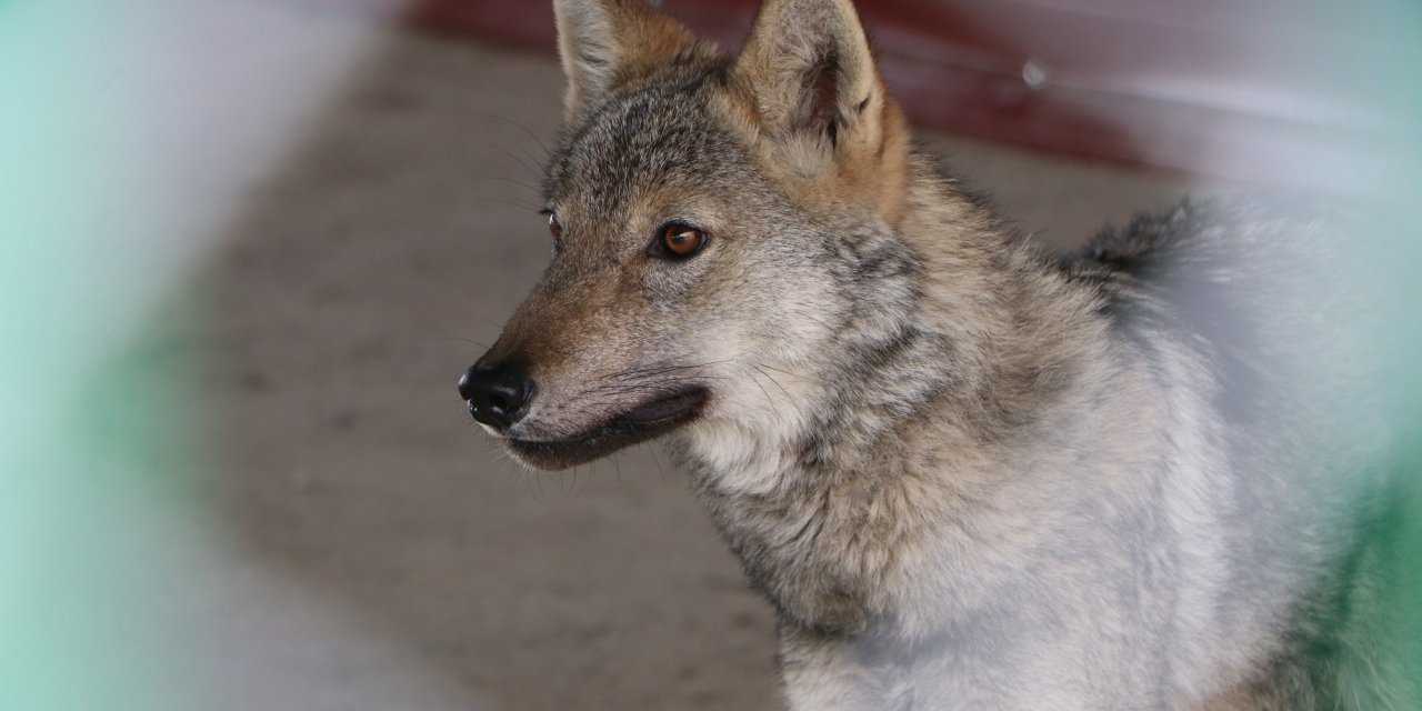 Uzmanından alıkonulan yaban hayvanlarıyla ilgili uyarı