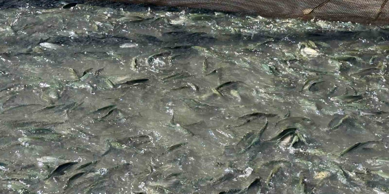 Tercan Baraj Gölü’nde su ürünleri üretimi artıyor