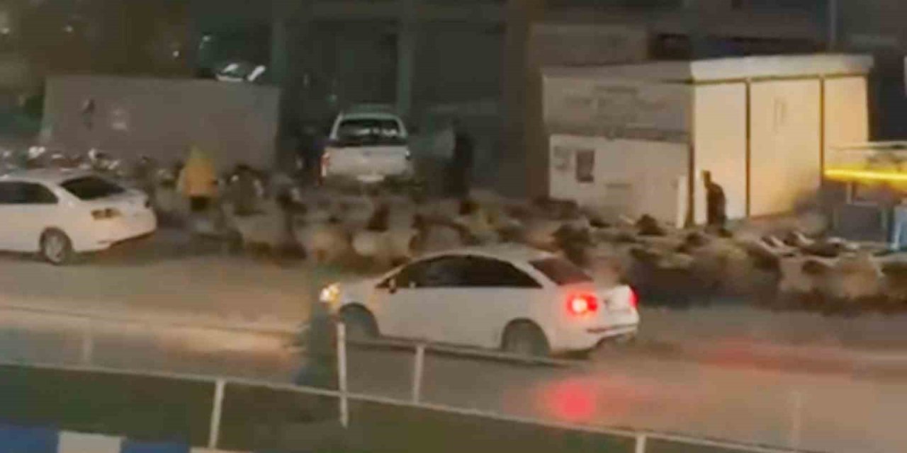 İpekyolu Caddesinde koyun sürüsü şaşkınlık yarattı