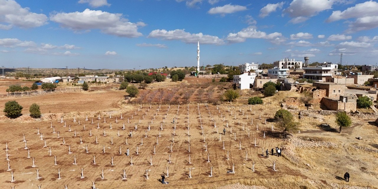 Dezavantajlı tarım arazileri modern bağcılık projesiyle can buluyor